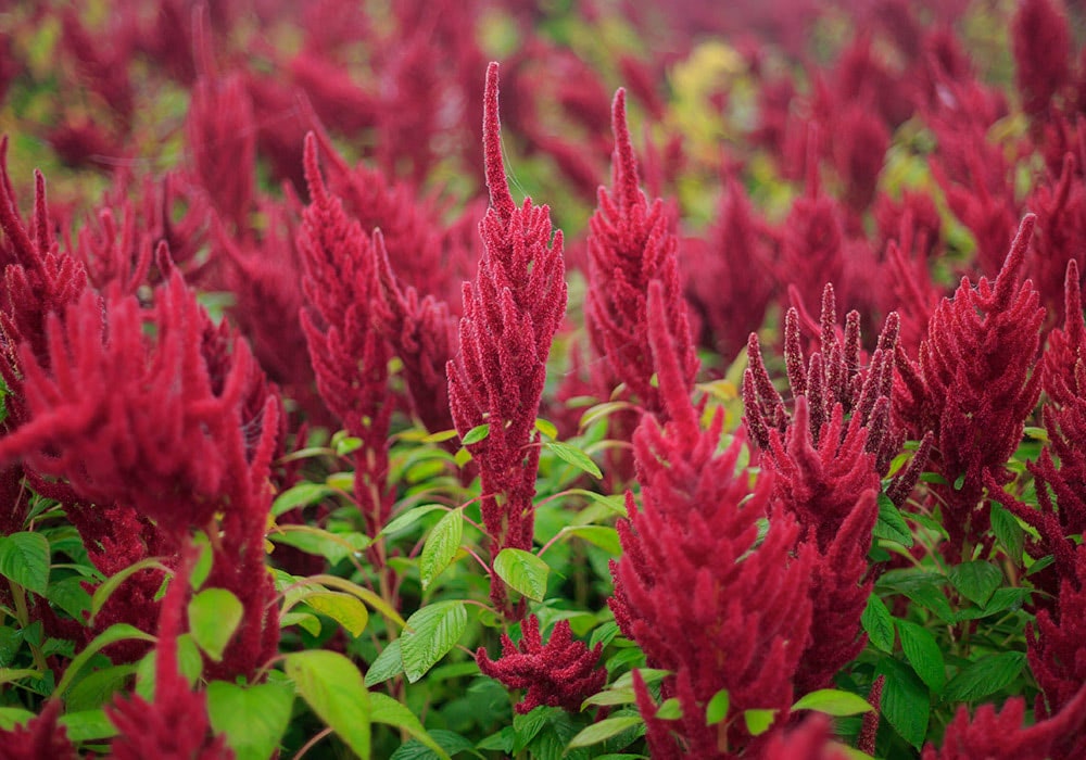 Red Amaranthus flowers stand upright, surrounded by vibrant green leaves in a densely packed garden. The crimson spikes create a striking contrast against the lush foliage in this outdoor setting.