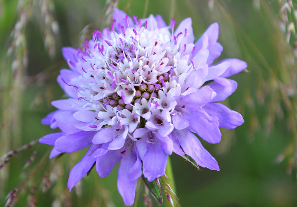 A blooming flower with light purple petals and white accents sits among green grass, displaying delicate purple-tipped stamens.