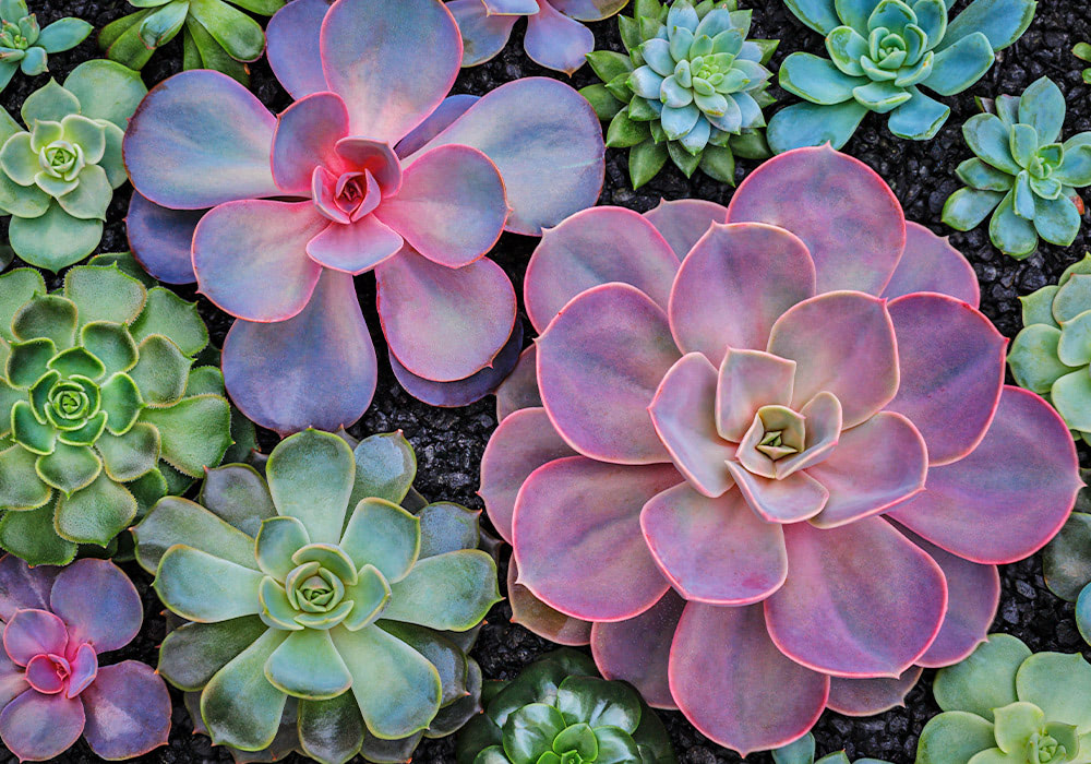 Various colorful succulents with pink, purple, and green leaves growing closely together on dark soil, creating a vibrant and diverse plant arrangement.