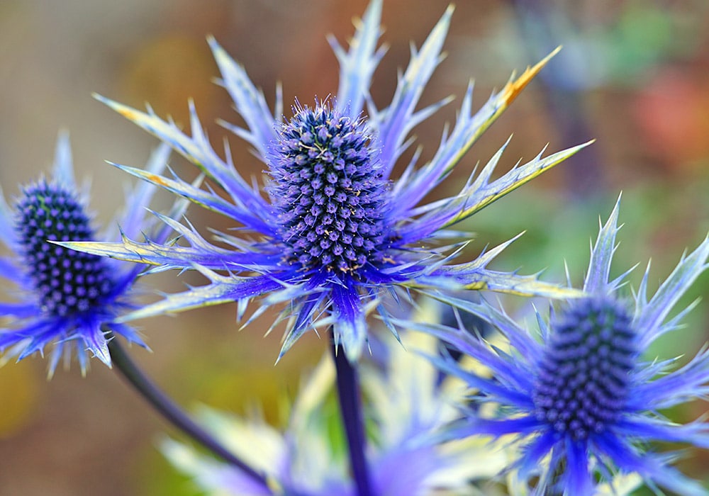 Purple thistle flowers bloom in a close-up shot, showcasing their spiky petals and clustered centers. The vibrant flowers are set against a blurred natural background of green and brown hues.