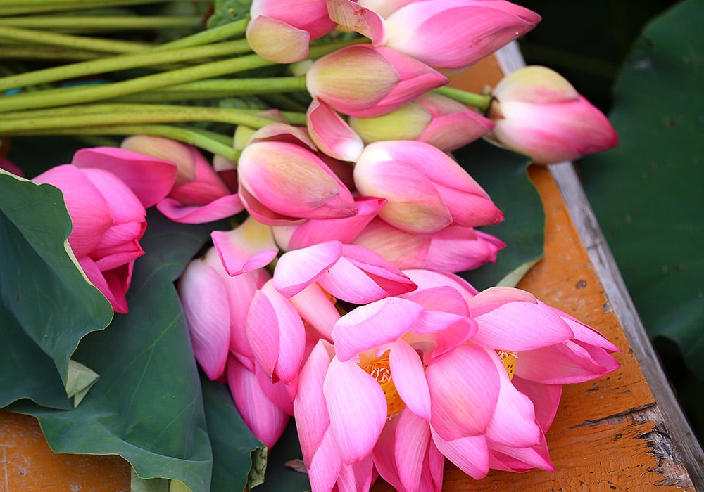 Pink lotus flowers lie in a clustered arrangement, with some unopened buds, on a wooden surface surrounded by green leaves.