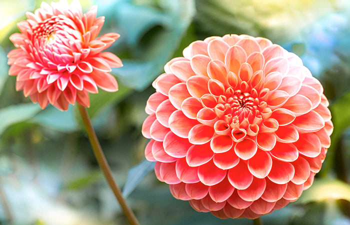 Two peach dahlias bloom amidst lush green foliage, their petals in tight, spiral formations, basking in soft, natural light.