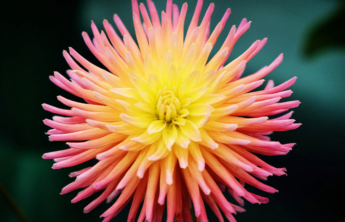 A vibrant dahlia flower with yellow and pink petals radiates from its center, displayed against a soft, dark green background.