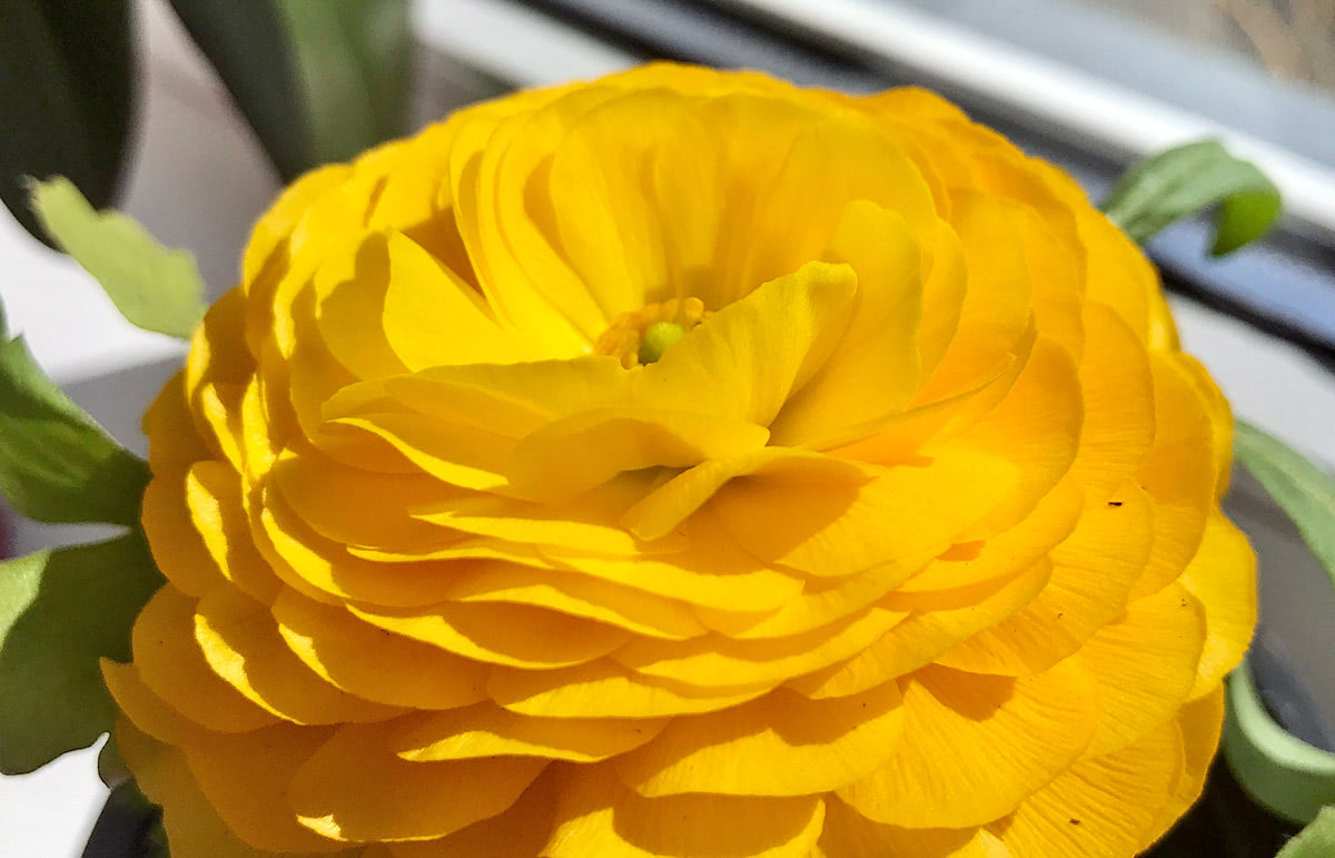 A vibrant yellow flower with layered petals blooms in sunlight, surrounded by green leaves, placed near a window.