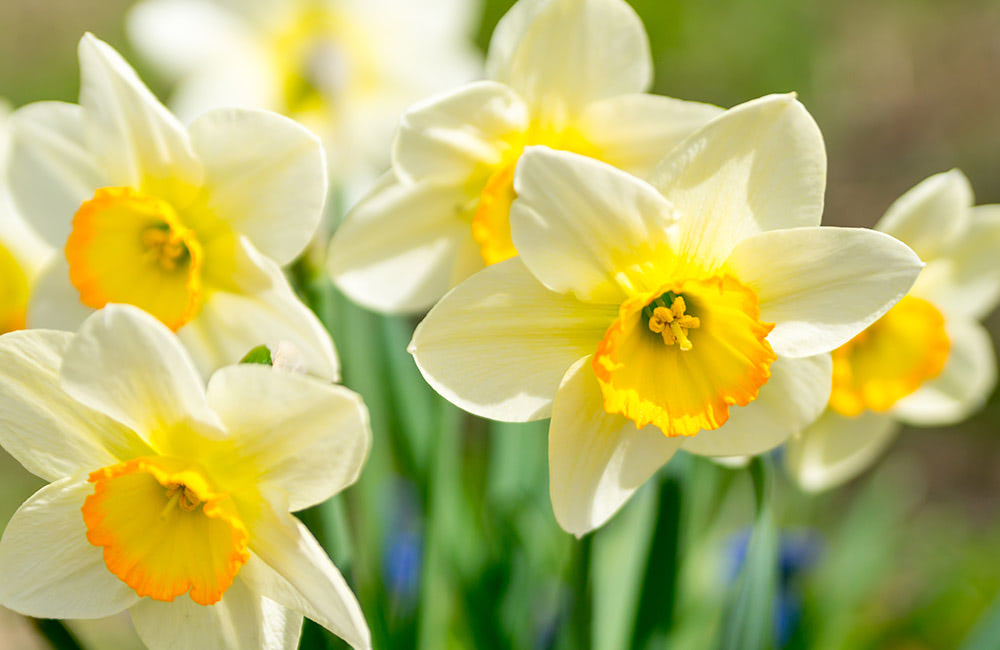 Yellow and white daffodils bloom in a cluster outdoors, surrounded by green stems and blurred foliage, under bright sunlight.