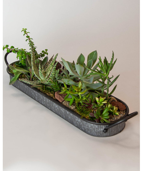 We arrange an array of  locally-grown succulents in a beautiful low tin dish to create a living centerpiece you can enjoy watching grow and thrive. 