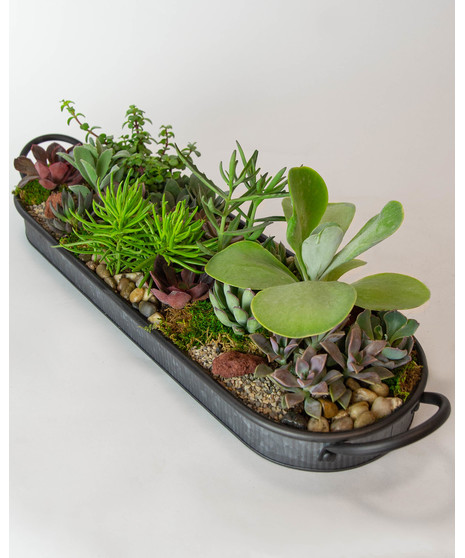 We arrange an array of  locally-grown succulents in a beautiful low tin dish to create a living centerpiece you can enjoy watching grow and thrive. 