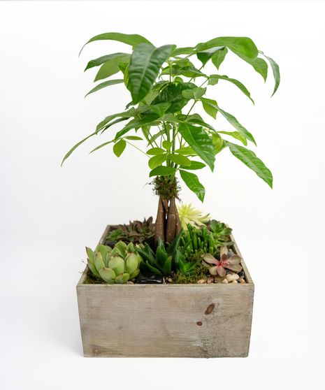 Money Tree pant in a stone head planter that can be reused.