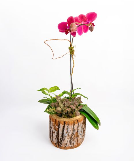 Money Tree pant in a stone head planter that can be reused.