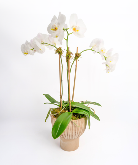 Money Tree pant in a stone head planter that can be reused.