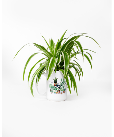 Elevate your indoor greenery game with these adorable plant arrangements, perfectly nestled within stylish ceramic mugs. 