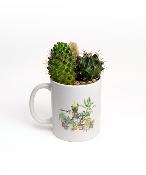 Elevate your indoor greenery game with these adorable plant arrangements, perfectly nestled within stylish ceramic mugs. 