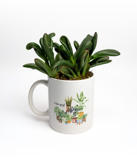 Elevate your indoor greenery game with these adorable plant arrangements, perfectly nestled within stylish ceramic mugs. 