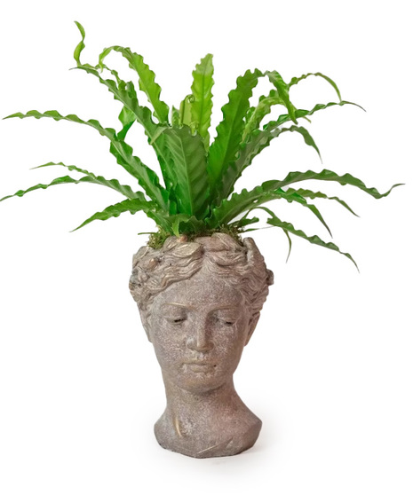 We plant fresh, locally grown ferns in a unique cement lady head