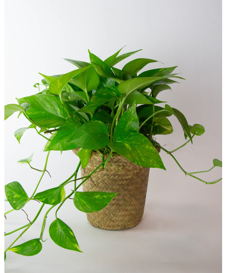 Pothos Houseplant | In Bloom Florist | Orlando + Lake Mary, FL | Same ...