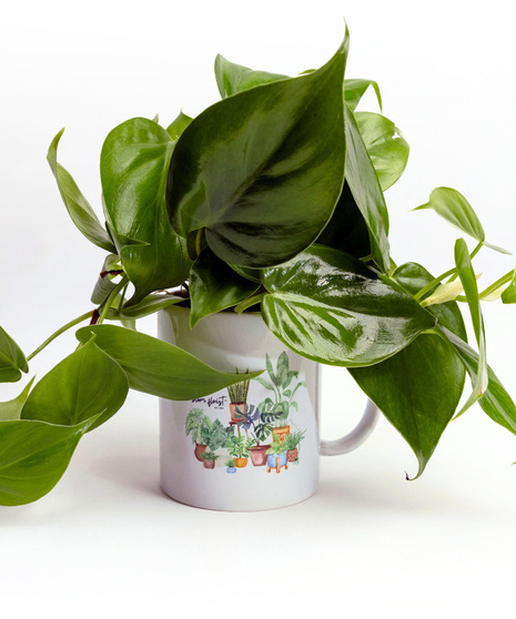 Elevate your indoor greenery game with these adorable plant arrangements, perfectly nestled within stylish ceramic mugs. 