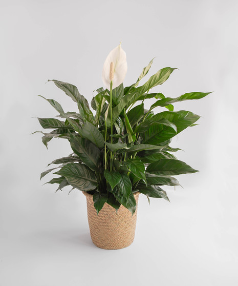 Spathiphyllum Plant Delivery Orlando (FL) In Bloom Florist