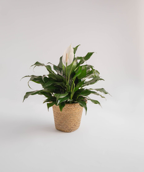 Spathiphyllum Plant Delivery Orlando (FL) In Bloom Florist