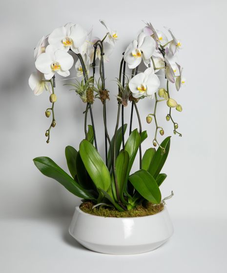 4 beautiful ivory orchids artfully designed in a gold cylinder dish